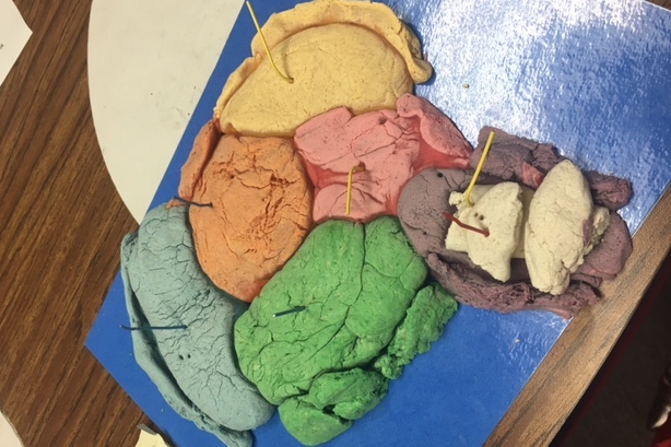 Mrs. Miksits' 4th graders used science time this week to build working lungs and designed replicas of the brain.