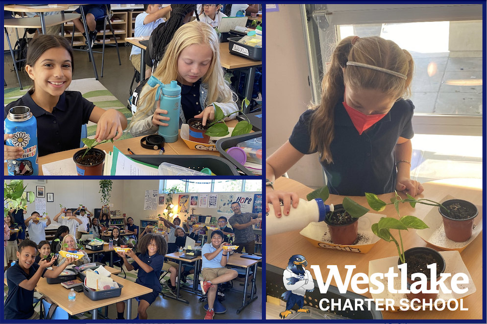 Students in Mr. Mallove’s 5th grade class had hands-on science learning this week! They are propagating Pothos plants from his starter plants. #WCSJoyfulLearning