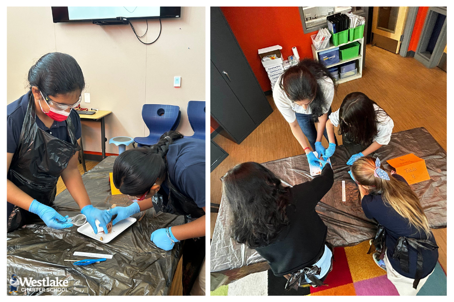 Our 4th graders have been learning about animal adaptations. This week, they participated in hands-on learning with squid dissections! Shout out to Mrs. Aguilar, Ms. DeFerrari, Mr. Hatch, and Mrs. Khera for this #JoyfulLearning opportunity!