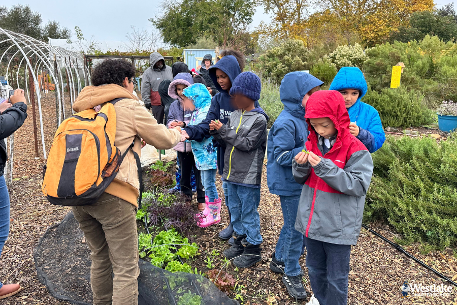 Last week, our 2nd Grade Explorers had an exciting field trip to Soil Born Farms! Students engaged in hands-on learning about farming while exploring the farm environment. They loved smelling and tasting a variety of fresh food samples, discovering new flavors along the way while learning the importance of eating healthy, local food.