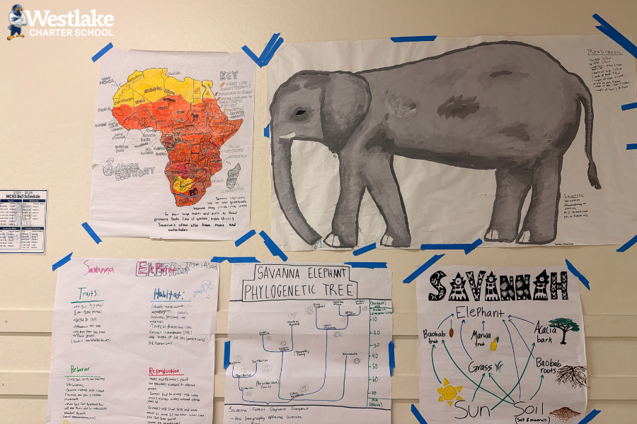 Our WCHS Biology students have been learning all about Elephants! This evolving unit brings DNA fingerprinting, photosynthesis, and cellular respiration to life, with Mrs. Miksits continuously refining it to meet learners’ needs.